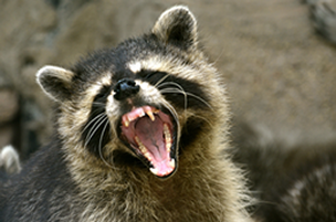 Critter Pricker: Avoid Nuisance of Wildlife in your Home : Raccoon Removal