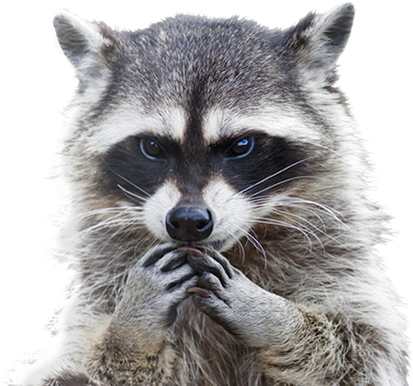 Critter Pricker: Avoid Nuisance of Wildlife in your Home : Raccoon Removal