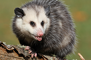 Critter Pricker: Avoid Nuisance of Wildlife in your Home : Raccoon Removal