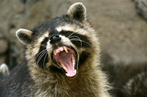 Critter Pricker: How To Get Rid Of Raccoons?