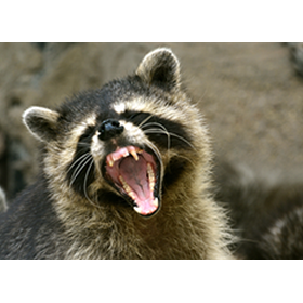 Critter Pricker: How To Get Rid Of Raccoons?