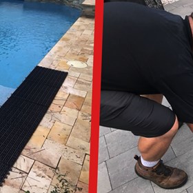 Critter Pricker: raccoon poop